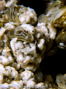 Freshwater sponge and mussels by Beate Seiler 